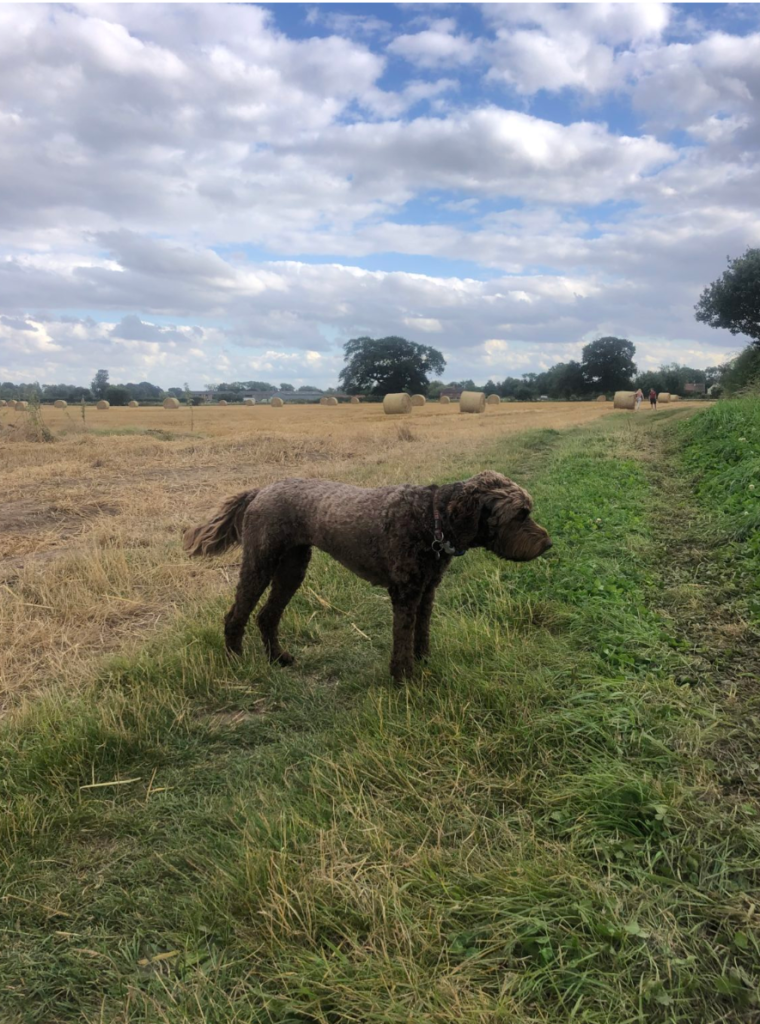 A photo of Emma's dog in a field